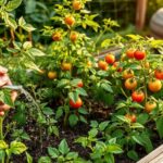 Czym podlewać pomidory? Najlepsze metody na zdrową uprawę czym podlewać pomidory