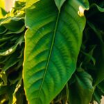 Naturalny potas dla pomidorów – jak go dostarczyć? naturalny potas dla pomidorów